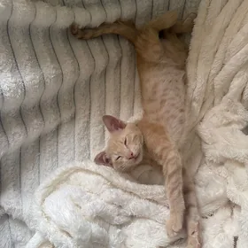 котёнок