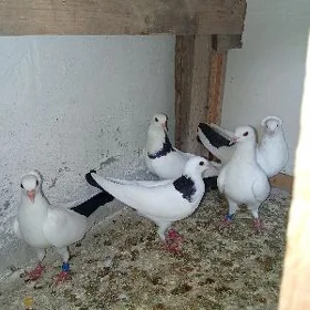 кепдери kepderi