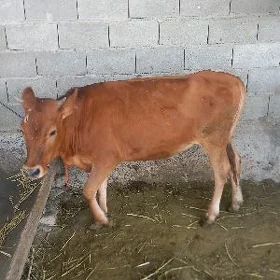 tuwe
