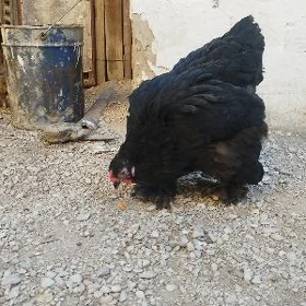 Brama