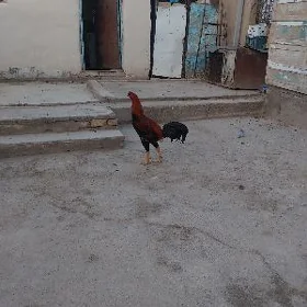 Taşkent horaz