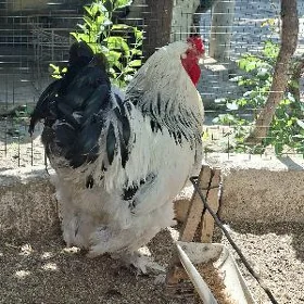 arasa ak brama horaz