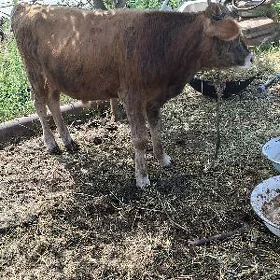 ökuz