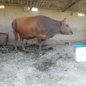 göleli sygyr