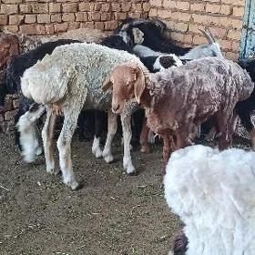 işşek