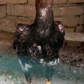 Horaz