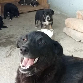 Щенки