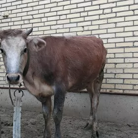 gulajyn 1 garnyna