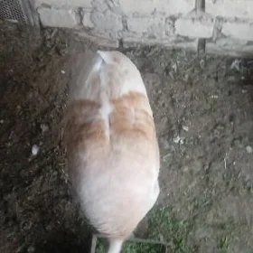 ınduk guzlap yorler