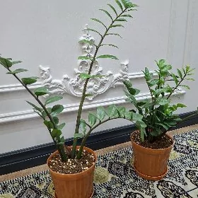 комнатные цветы
