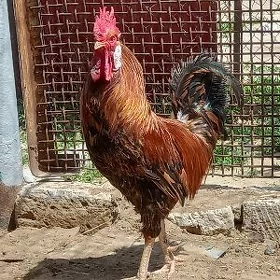 horaz