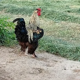 Ýaşajyk horaz