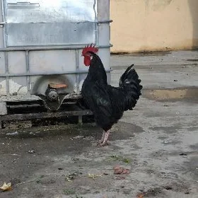 gigant horazlar