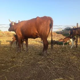göleli.
