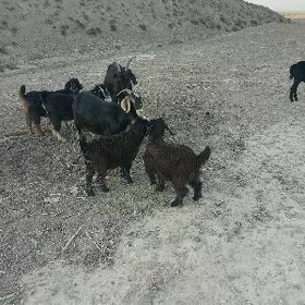 owalakli geci