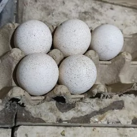 induk yumurtga