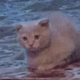 котенок шотландский