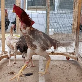 taşkent we paliwi bramalar