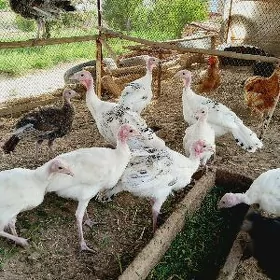 induk juyje