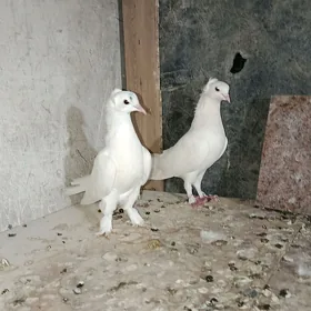 kepderi