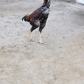taskent juyje