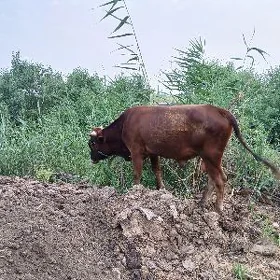 2 yasan meydan okuz