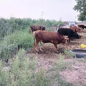 meydan okuz
