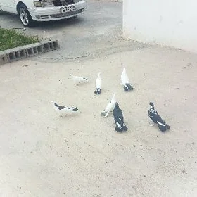 kepderi