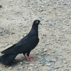 kepderi
