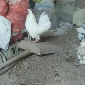 yaponcik