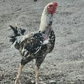 horaz