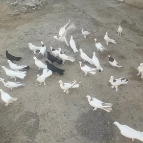 kepderi