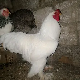Horaz