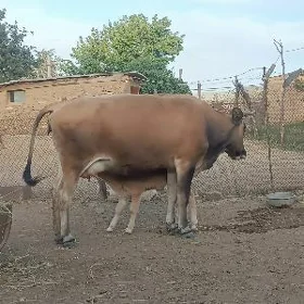 goleli sygyr