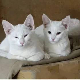 котики