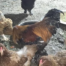 Brama horaz