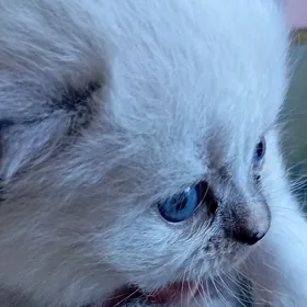котята