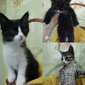 Кошки, котята, пищик