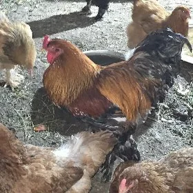 Brama horaz