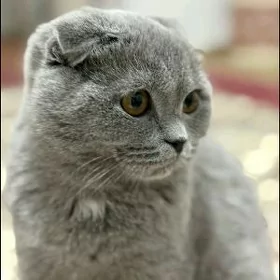 Шотландский вислоухий кот