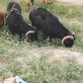 gockarlar