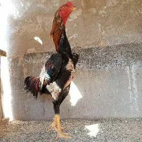 BABAÝ BRAZIL