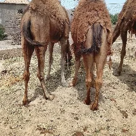 owsuk
