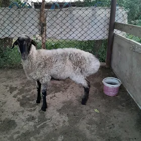 Goýun