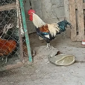 horaz