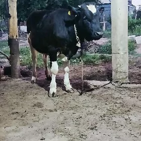 GOLAŞTEÝIN ÖKÜZ