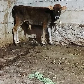 ÖKÜZ