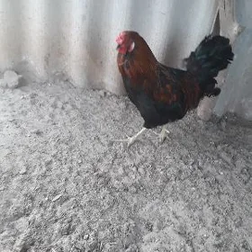 horaz