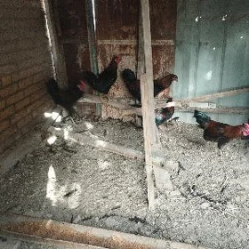 Хоразлар