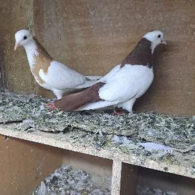 kepderi